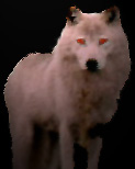 Gangrel in wolf form