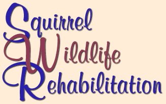 Squirrel Wildlife Rehabilitation