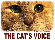 Cat's Voice