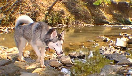 Ketah in creek.