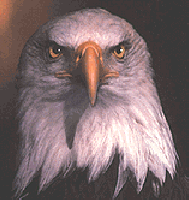 [Eagle]