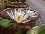 White Lotus in my garden