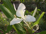 white flower