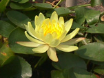 Yellow Lotus in my garden