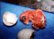 Completely hatched whiteface tiel chick