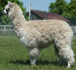 Senor Diego - fawn Peruvian huacaya alpaca stud