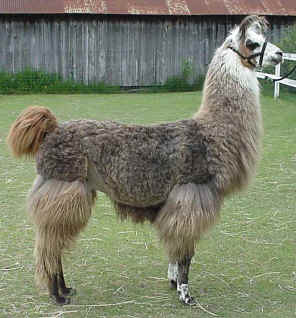 Nanuk - llama stud extraordinaire!