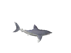 great white shark animations