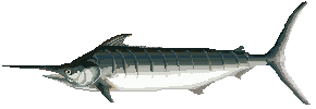 sword fish animations