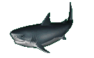 shark animations