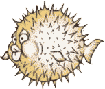 puffer fish animation
