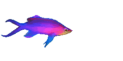 multi coloured fish animations