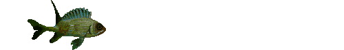 green fish animations