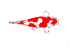 koi carp animations