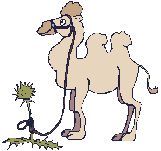 camel  animation