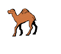 camel  animation