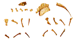 camel skeleton  animation