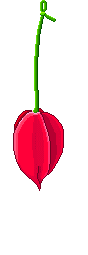 tulip  and hearts  animation