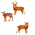  christmas reindeer animation