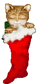 kitten in christmas stocking  animation