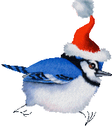 blue bird in christmas hat   animation