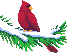  cardinal animation