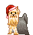   christmas yorkshire terrier  animation