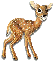 fawn animation
