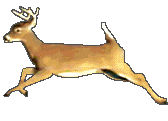 buck animation