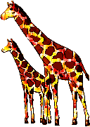 giraffes animation