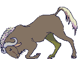 buffalo animation