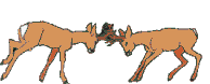 animated antelope