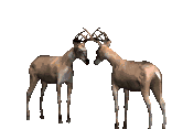 bucks fighting animation