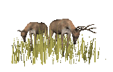 deers animation