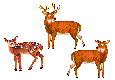 animated deer