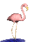 animated flamingo
