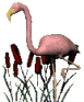 animated flamingo