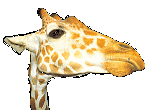 giraffe animation