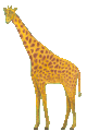 nodding giraffe animation