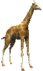 giraffe animation