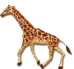 running giraffe animation