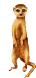 meerkat animation
