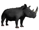 rhino animation
