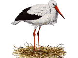 bird on nest animation