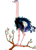 animated ostrich