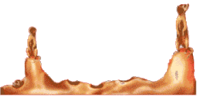 meerkats animation