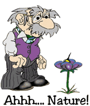 old man and bee sting  animation