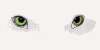white eye   animation