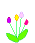 tulips  animation