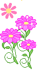 pink flowers  animation